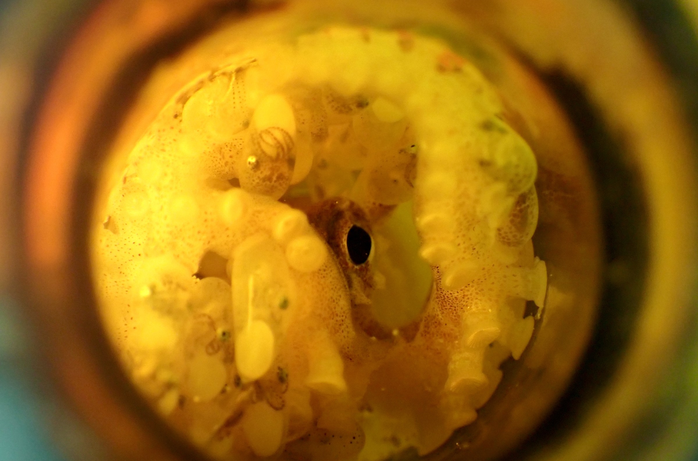A marine biologist discovered something incredible in a beer bottle on the seafloor